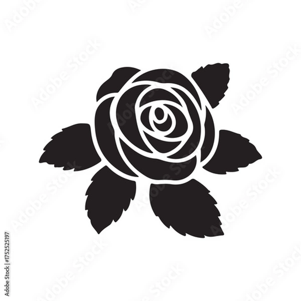 Obraz red rose on white background