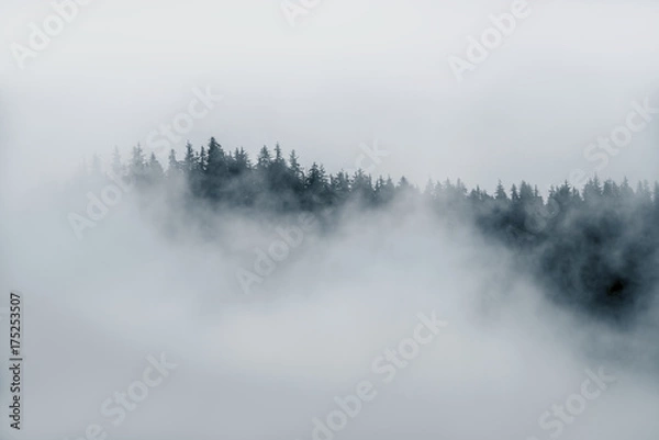 Fototapeta Minimal fog on top of trees sticking out of thick fog in Alaska in black and white 