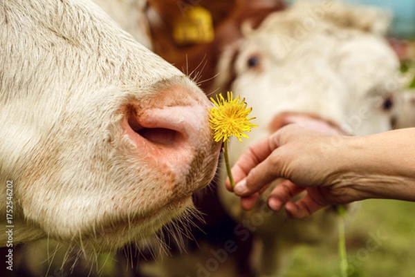 Fototapeta Human hand offering dandelions to a cow, gentle farm interaction in spring meadow