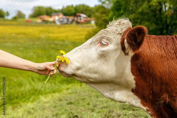 Fototapeta Human hand offering dandelions to a cow, gentle farm interaction in spring meadow
