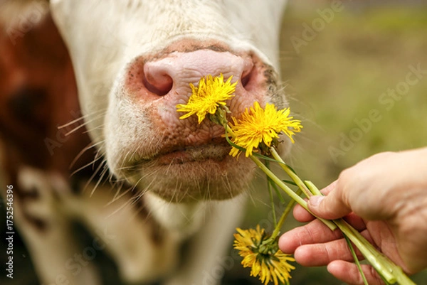 Fototapeta Human hand offering dandelions to a cow, gentle farm interaction in spring meadow