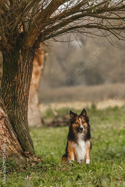 Fototapeta Sable Border Collie sitting under a tree in nature, calm and attentive dog outdoors