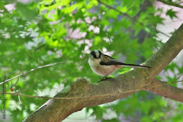 Fototapeta A cute wild bird with a helmet pattern and a round face ,Long-tailed Tit