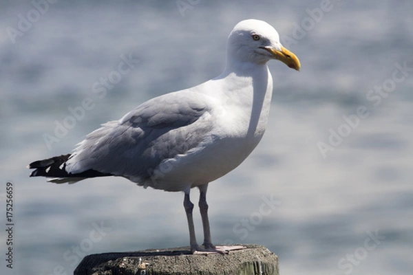 Obraz Common Gull (Larus Canus)