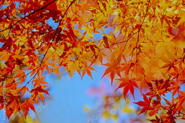 Fototapeta 秋の紅葉