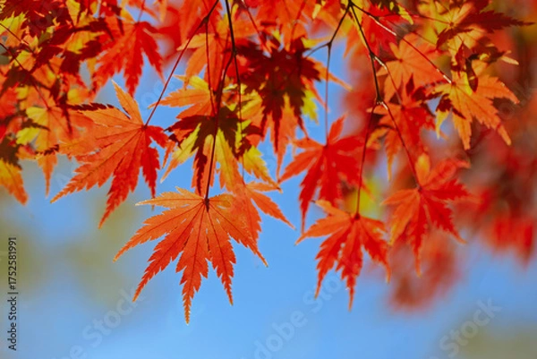 Fototapeta 秋の紅葉