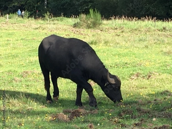 Obraz Schwarzes Rind
