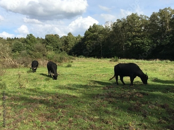 Obraz Rinder auf der Weide