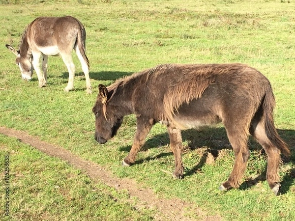 Obraz Esel vorbeigehend