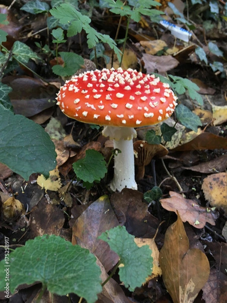 Obraz Roter Fliegenpilz