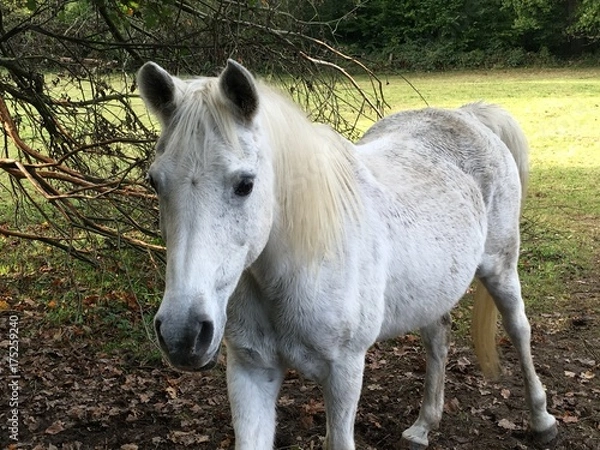 Obraz Weißes Pferd Schimmel