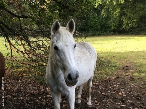 Obraz Weißer Schimmel 