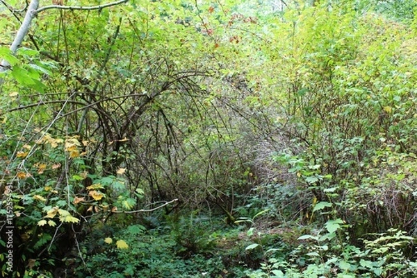 Obraz Fall is arriving in the woods