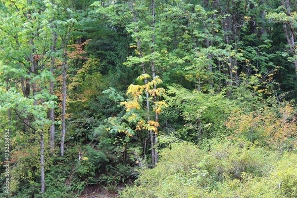 Obraz Fall is arriving in the woods