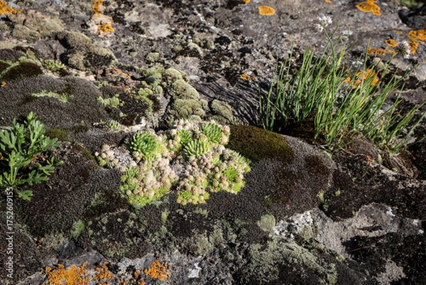 Obraz Vibrant houseleek (Sempervivum tectorum) plant rosettes forming hens and chicks cluster