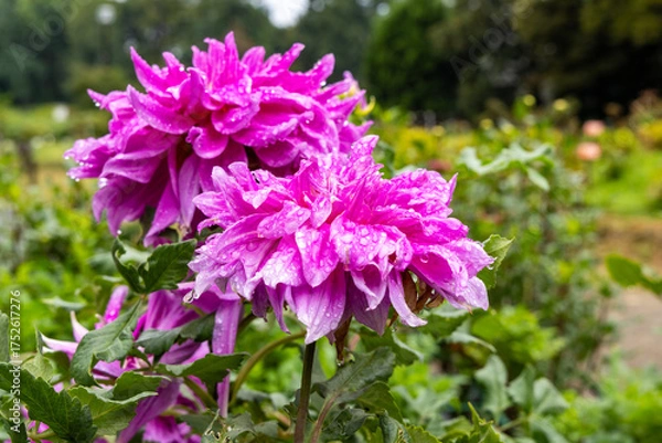 Fototapeta 雨の日のダリア