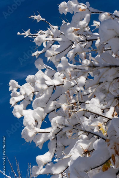 Obraz snow covered branches