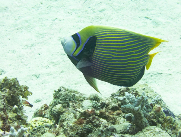 Fototapeta Emperor angelfish