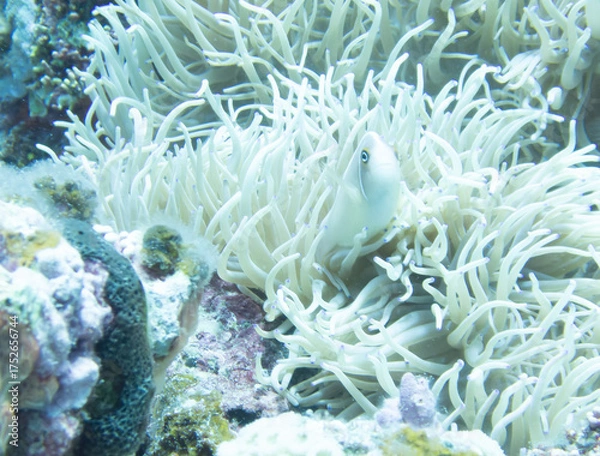 Fototapeta Pink anemonefish in sea anemone