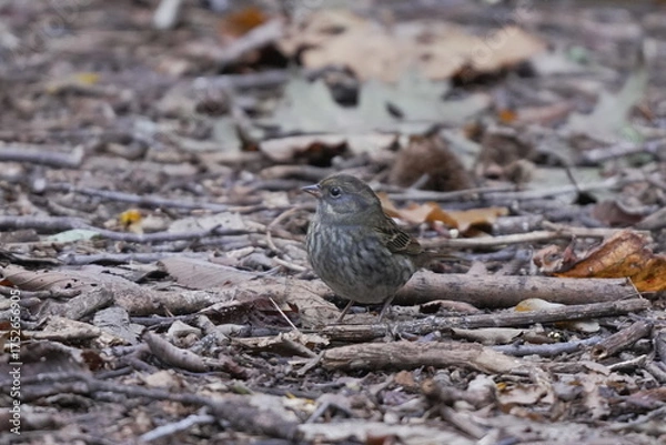 Fototapeta 地面に降りたクロジ
