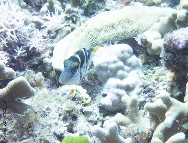 Fototapeta Blacksaddle filefish