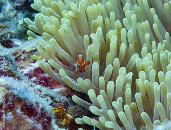 Fototapeta False clown anemonefish in sea anemone