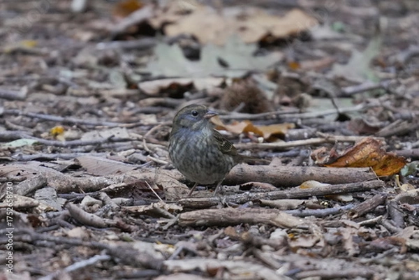 Fototapeta 地面に降りたクロジ
