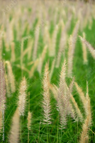 Fototapeta Silver Grass in a green field, soft focus