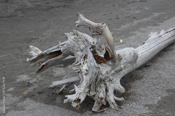 Fototapeta dead tree on the beach, Jasper National Park, Alberta