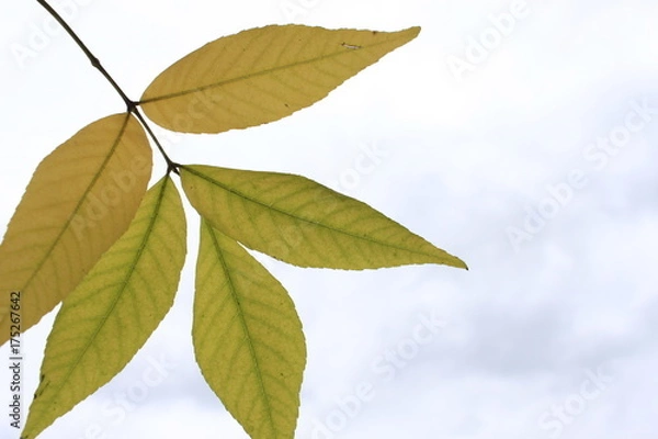 Obraz This is a yellow leaf  on the sky background