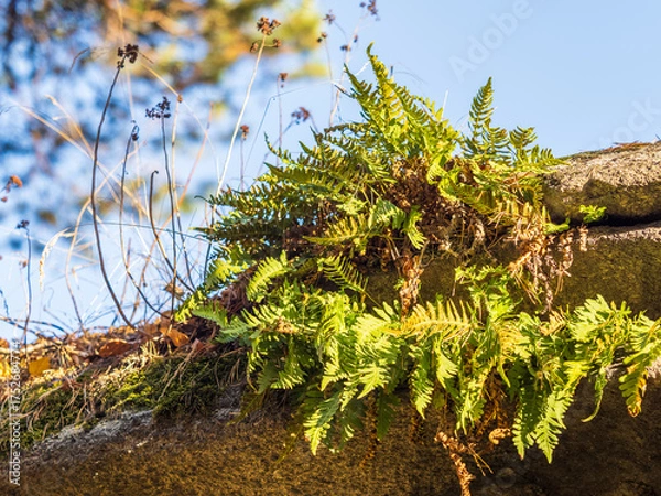 Obraz Common polypody fern Polypodium vulgare grows among thick moss.
