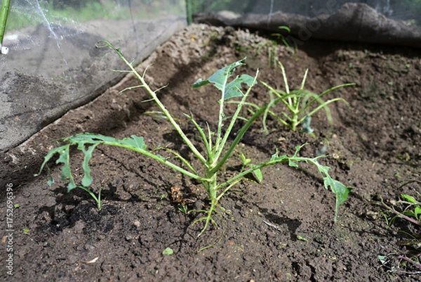 Obraz 虫食いにやられた野菜の苗