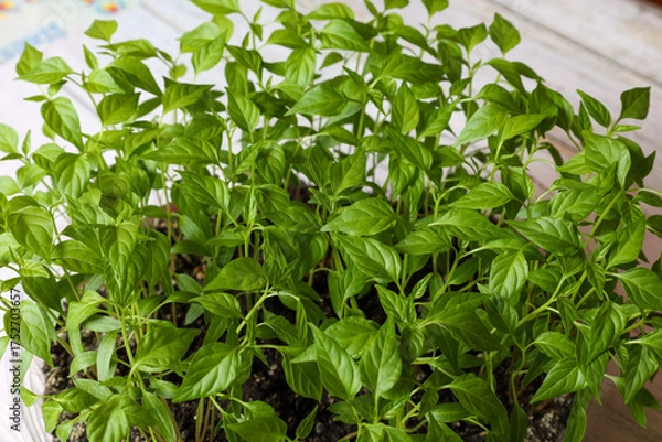 Fototapeta Growing pepper seedlings at home in a large container