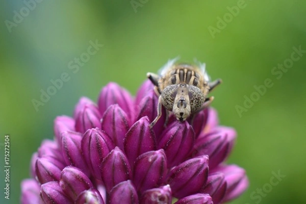 Obraz Hoverfly on a purple flower