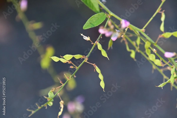 Fototapeta ひっつき虫とも呼ばれるアレチヌスビトハギの果実