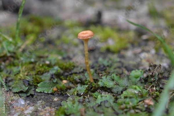 Obraz Mushroom growing on mos