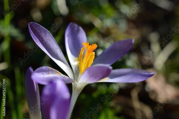 Obraz Crocus in the sun