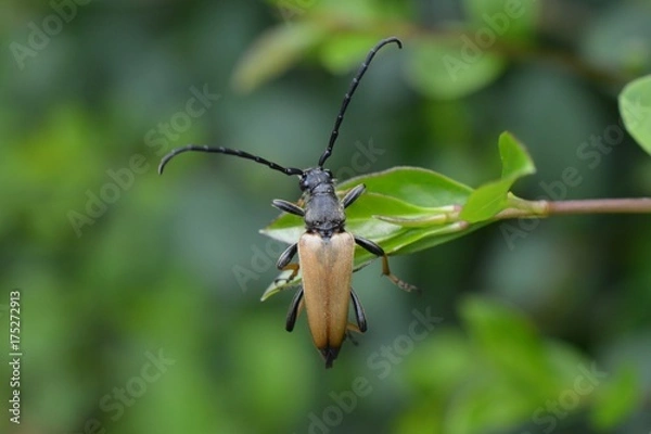 Obraz Longhorn beetle
