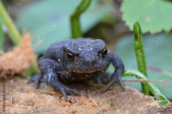 Obraz Toad