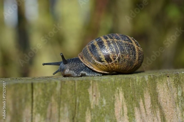 Obraz Roman snail