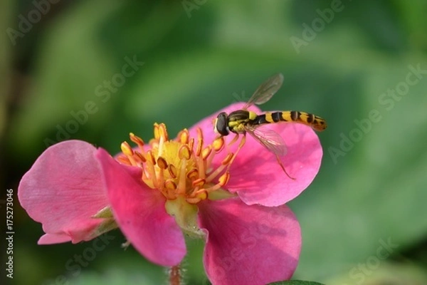 Obraz Hoverfly on pink flower