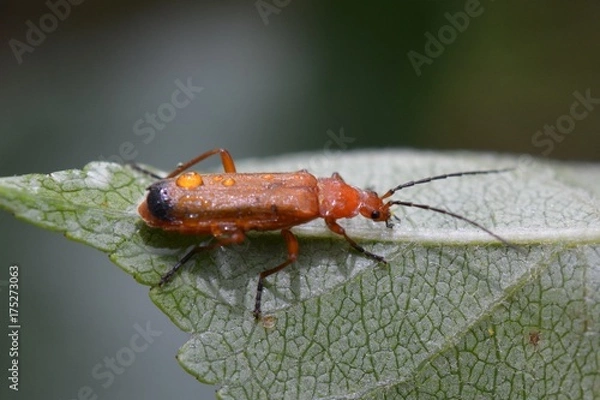 Obraz Commen red soldier beetle