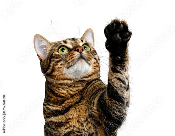 Fototapeta A tabby cat with green eyes reaches its paw up on a black background