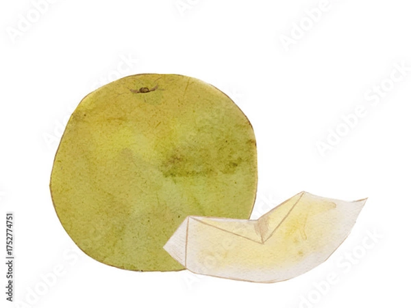 Obraz 水彩で描いた冬の果物新鮮な梨　食材の水彩ベクターイラスト素材