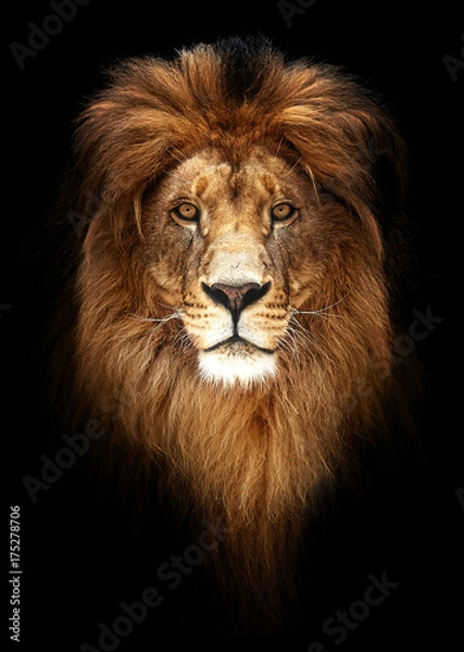 Fototapeta Portrait of a Beautiful lion, lion in dark