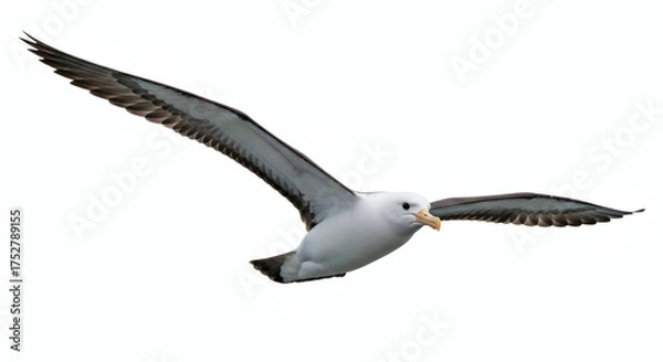 Obraz Majestic Albatross in Flight with Wings Spread Isolated on White Background