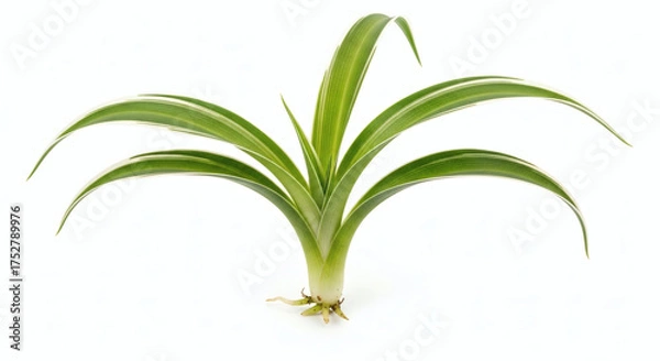 Obraz Spider Plant Chlorophytum comosum Baby Pups with Roots Isolated on White Background
