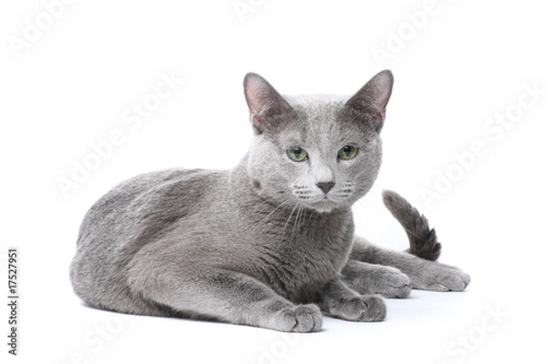 Fototapeta Russian blue cat