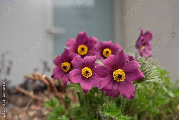Fototapeta Pulsatilla is a herbaceous plant with many species that are ornamental and have beautiful flowers of various colors in spring. It is also a poisonous plant and a medicinal plant.