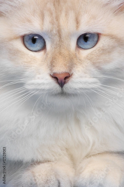 Fototapeta Cat portrait